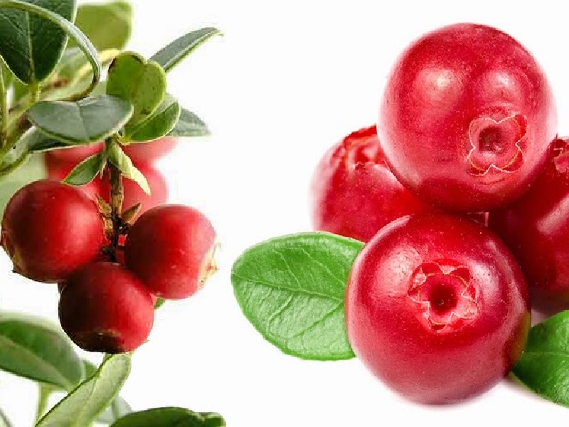 Ekstrak Cranberry Ampuh Perangi Infeksi Saluran Kemih