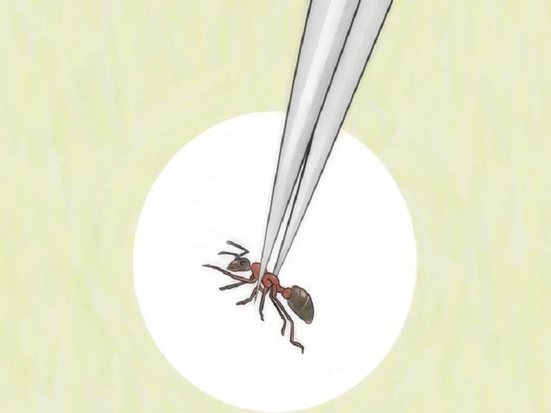 Manfaat Semut Jepang Untuk Asma